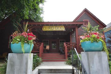 Bird Dog of Laurel .